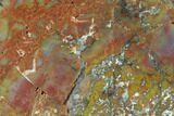 Colorful, Polished Petrified Wood Section - Arizona #136185-2